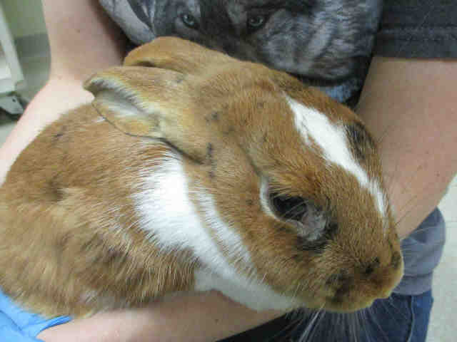 Adopt HENRY a Harlequin