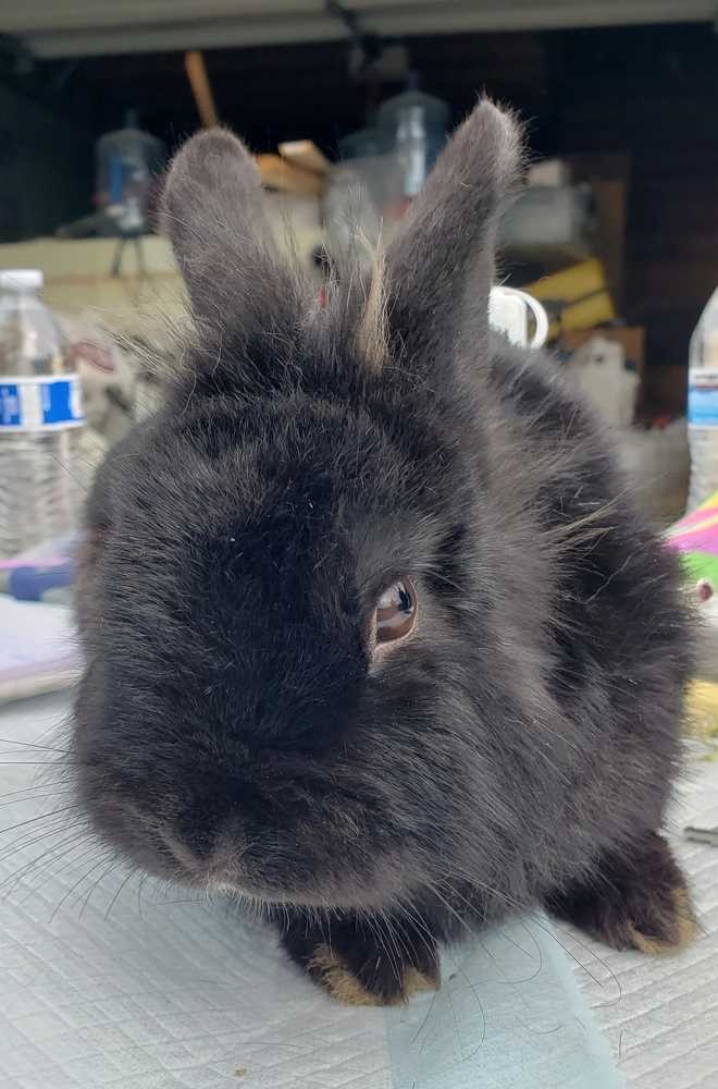Adopt Pepper a Black Dwarf rabbit in Morgan Hill, CA (24717890)