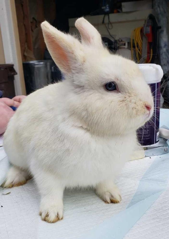 Adopt Azul a White Dwarf rabbit in Morgan Hill, CA (24717888)