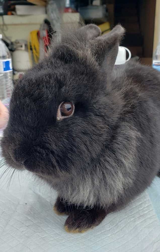 Adopt Petunia a Black Dwarf rabbit in Morgan Hill, CA (24717893)