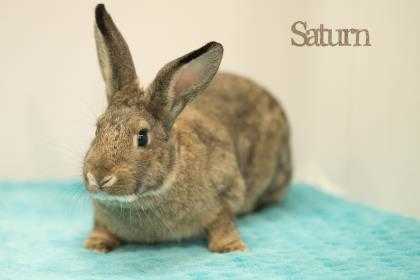 Adopt Saturn a Chocolate American / American / Mixed rabbit in West Des Moines