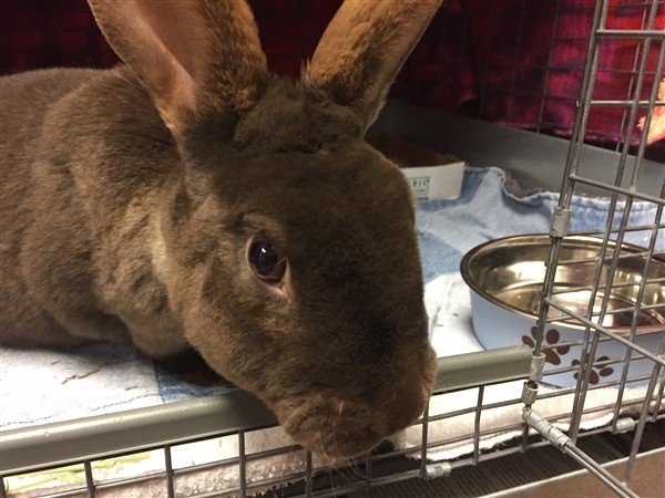 Adopt Sir Cadbury (mcas) a Rex / Mixed rabbit in Troutdale, OR (24717815)