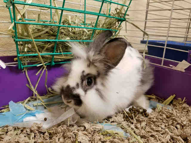 Adopt BOBBY HOPS a Bunny Rabbit