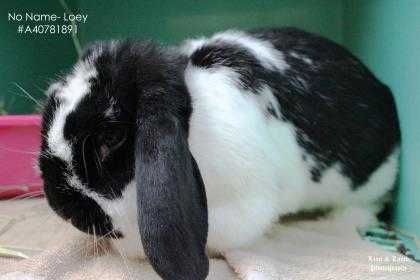 Adopt No Name a Black Lop-Eared / Lop-Eared / Mixed rabbit in Wilkes Barre