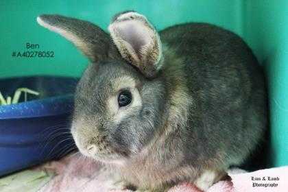 Adopt Ben a Grey/Silver Dutch / Dutch / Mixed rabbit in Wilkes Barre