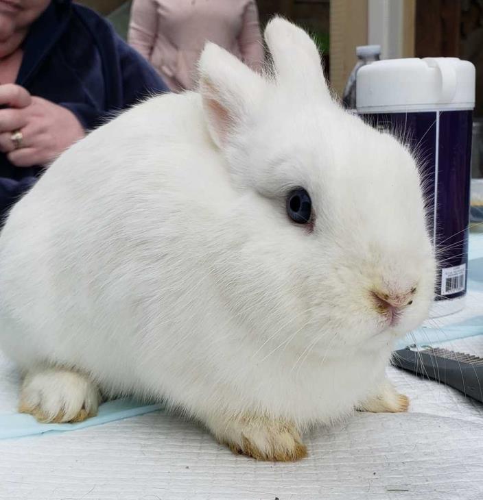 Adopt Miracle a White Dwarf rabbit in Morgan Hill, CA (24717895)