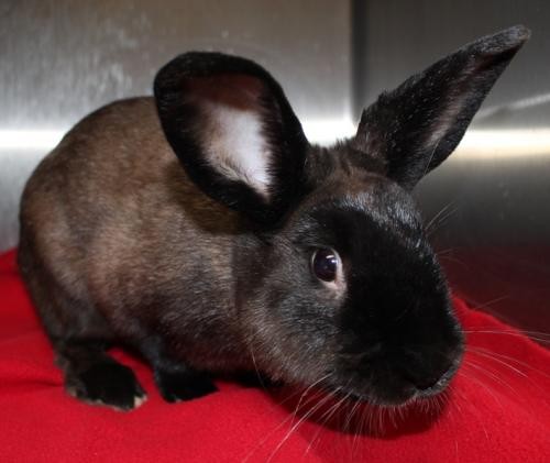 Adopt 29196 - Coco a American / Mixed rabbit in Ellicott City, MD (24721517)