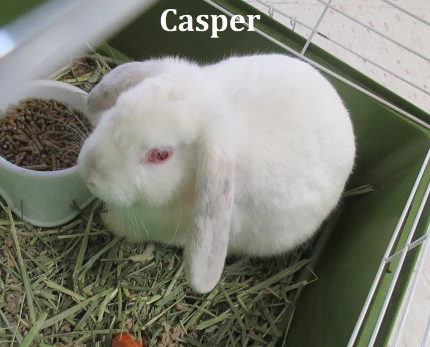 Adopt Casper a Lop Eared
