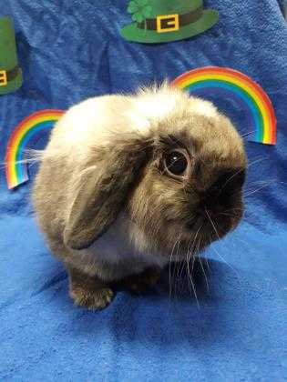 Adopt Fae a Sable Lop, Holland / Lop, Holland / Mixed rabbit in Bend