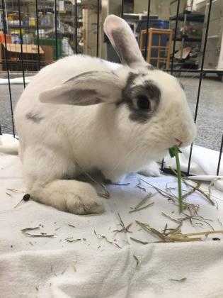 Adopt Petey a White English Spot / Dutch / Mixed rabbit in Lowell, MA (24722176)