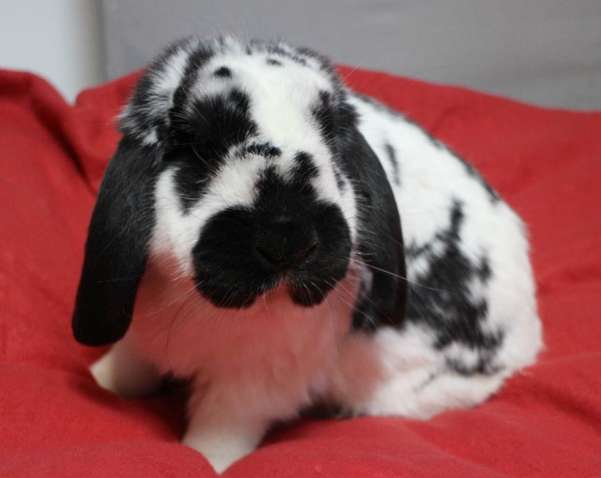 Adopt Snoopy a Black American / Mixed (short coat) rabbit in Forked River