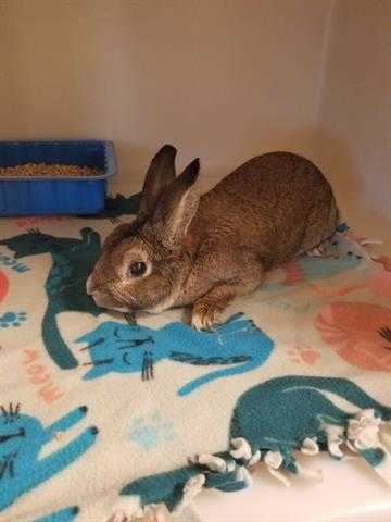 Adopt a Fawn Other/Unknown / Mixed rabbit in Statesville, NC (24722302)