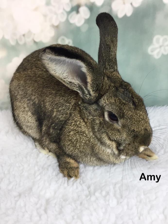 Adopt Amy a Agouti Other/Unknown / Mixed (short coat) rabbit in Auburn