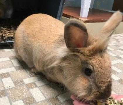 Adopt Cupcake a Tan Other/Unknown / Other/Unknown / Mixed rabbit in Queenstown