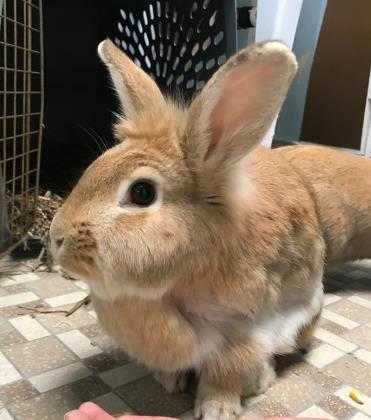 Adopt Marshmellow a Fawn Other/Unknown / Other/Unknown / Mixed rabbit in