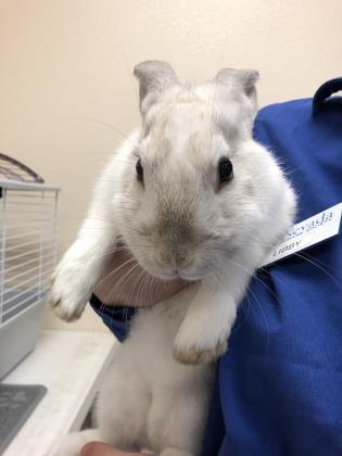 Adopt Shortcake a American