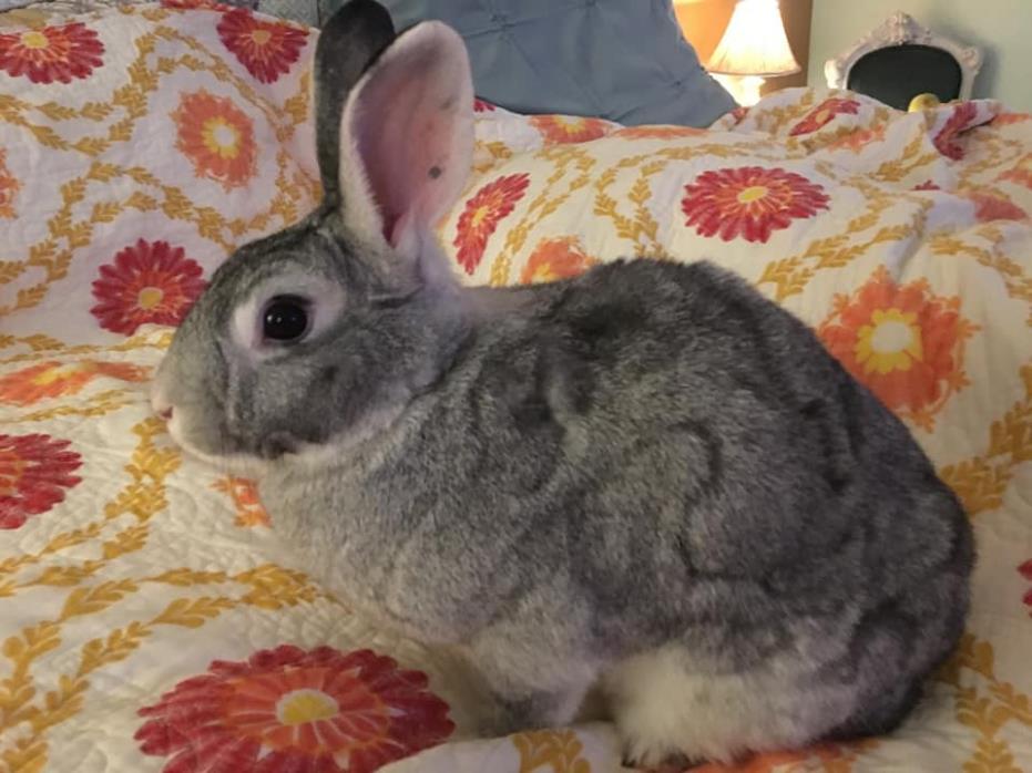 Adopt Diamond a Grey/Silver Chinchilla, American / Mixed (short coat) rabbit in