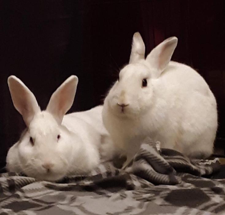 Adopt Pretty Peaches a Albino or Red-Eyed White Other/Unknown / Mixed (short