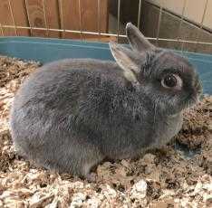 Adopt Baby a Black Dwarf / Mixed rabbit in Dubuque, IA (24856750)