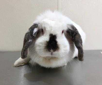 Adopt 40844370 a White Other/Unknown / Mixed rabbit in Bryan, TX (24642344)