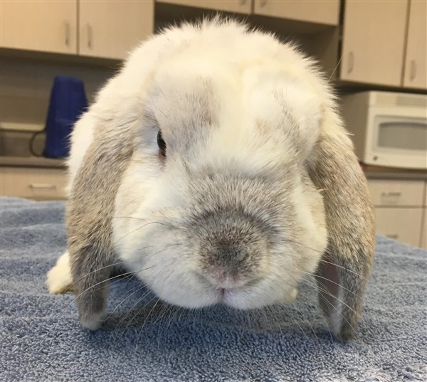 Adopt Arsenio a Lop, Holland / Mixed rabbit in Detroit, MI (24647771)