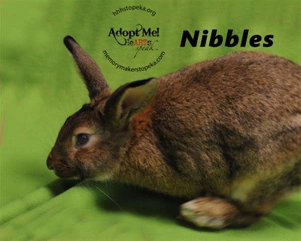 Adopt Nibbles a Rex / Mixed rabbit in Topeka, KS (24664877)