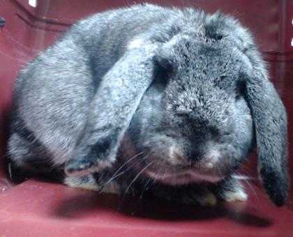 Adopt Thumper a Grey/Silver Other/Unknown / Other/Unknown / Mixed rabbit in