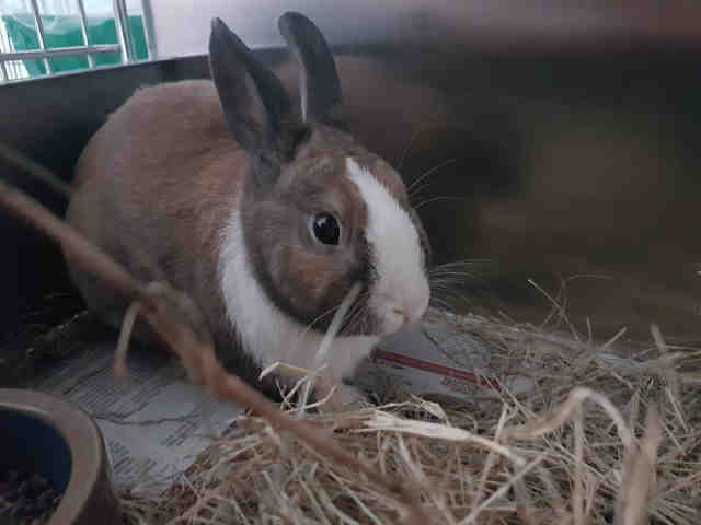 Adopt RYLE a Fawn Other/Unknown / Mixed rabbit in Tallahassee, FL (23733909)