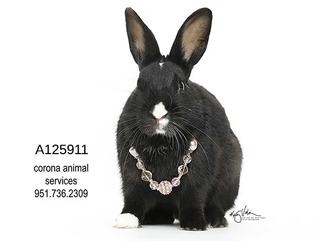 Adopt a Black Other/Unknown / Mixed rabbit in Corona, CA (24855190)
