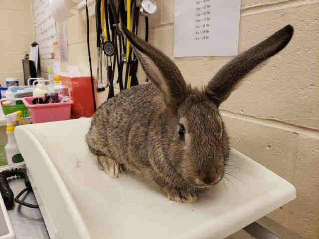 Adopt CLAIRE a Tan Flemish Giant / Mixed rabbit in Aliquippa, PA (24712285)