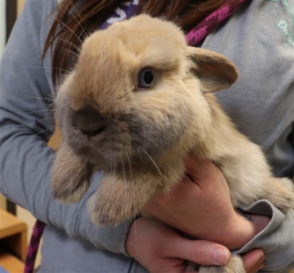Adopt Lola a Lop, Holland / Mixed rabbit in Sioux City, IA (24147643)
