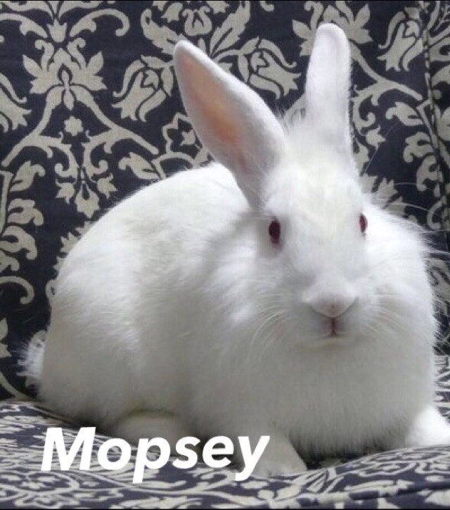 Adopt Mopsey a White Lionhead / Mixed (long coat) rabbit in Auburn
