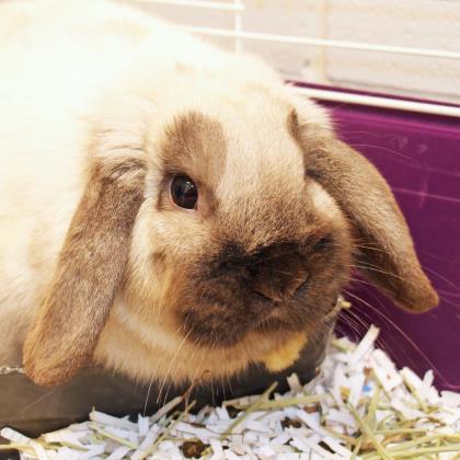 Adopt Rosie a Cream Lop, Holland / Mixed rabbit in Lansing, MI (24674322)