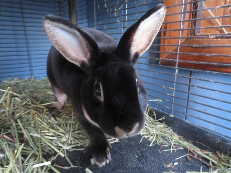 Adopt Frederick a Mini Rex