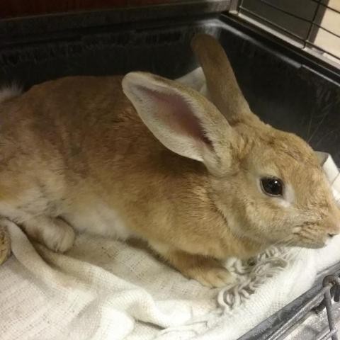 Adopt BUGS a Tan rabbit in Yuma, AZ (24148746)