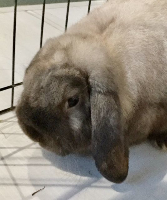 Adopt Derby a Holland Lop