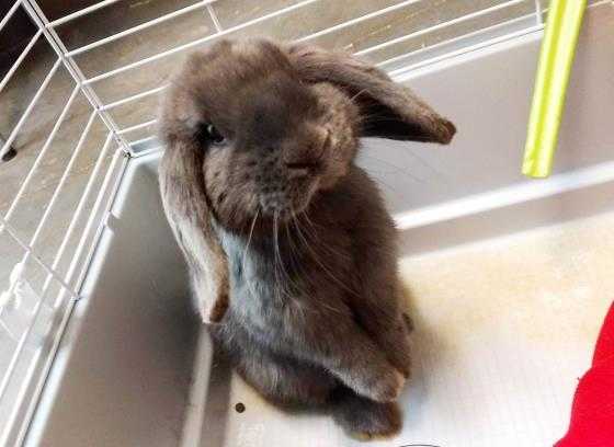 Adopt LOLA a Grey/Silver Lop, Holland / Mixed rabbit in Chapel Hill