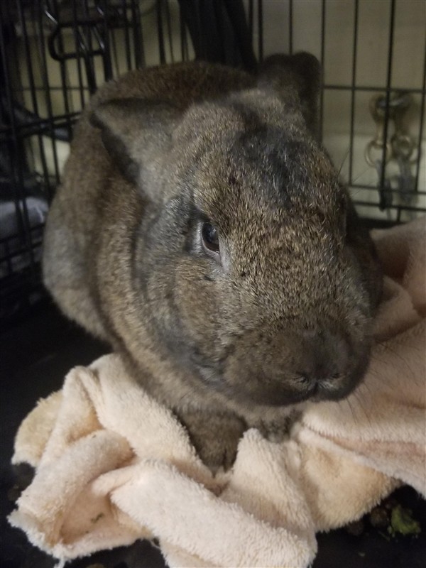 Adopt Teddy a Flemish Giant / Mixed rabbit in Silverdale, WA (24665913)