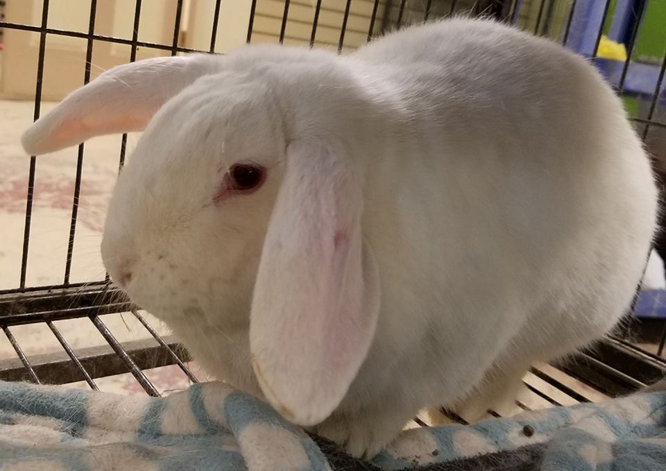 Adopt Male Rabbit 1 YR OLD a Lop Eared