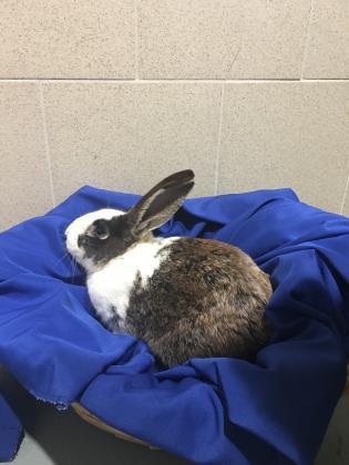 Adopt Hercules a Bunny Rabbit
