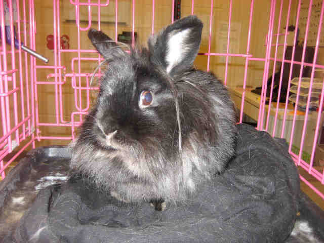 Adopt MIDNIGHT a Black Lionhead / Mixed rabbit in Aliquippa, PA (24712284)