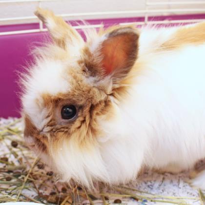 Adopt Jasper a White Lionhead / Mixed rabbit in Lansing, MI (24627416)