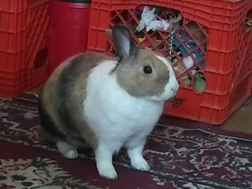 Adopt Trixie (#2) - Wait List a Dutch / Mixed (short coat) rabbit in Baton