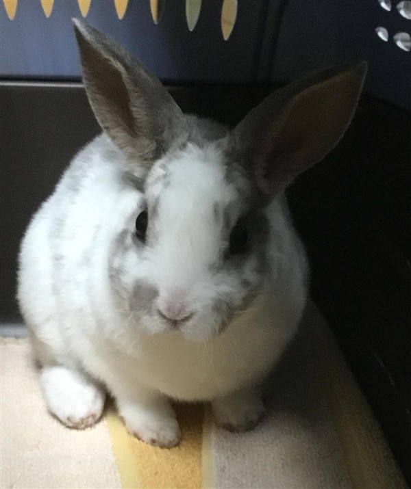 Adopt Twinkle Toes a Netherland Dwarf / Mixed rabbit in Escondido, CA (24855377)