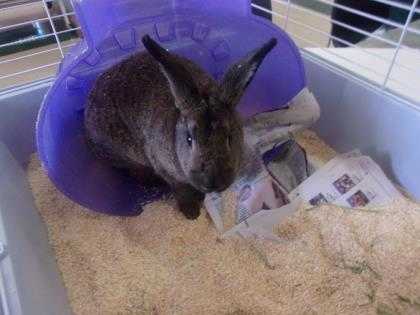 Adopt SPAZ a Chocolate American / American / Mixed rabbit in Reno, NV (19627303)