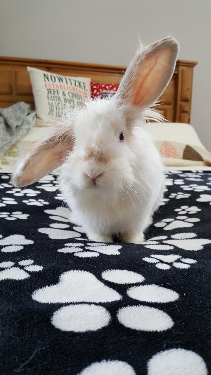 Adopt Bailey a Bunny Rabbit