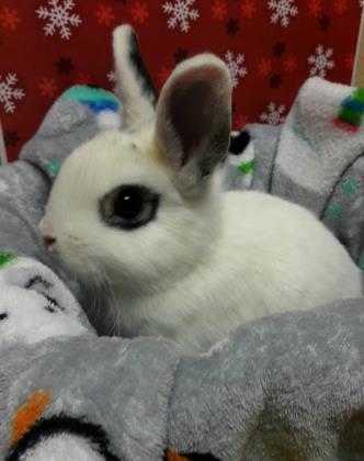 Adopt Monica a White Netherland Dwarf / Netherland Dwarf / Mixed rabbit in Bend