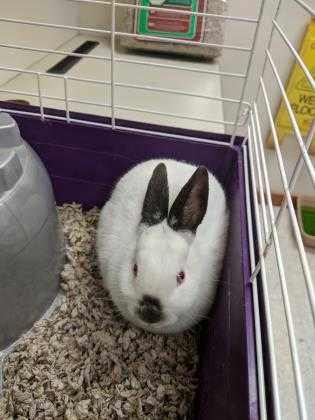 Adopt PATRICK a White American / Other/Unknown / Mixed rabbit in Tangent
