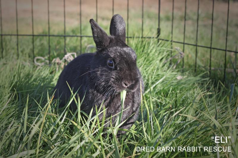 Adopt Eli a Netherland Dwarf