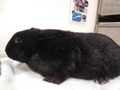 Adopt Rex a Black American / American / Mixed rabbit in Williamsport